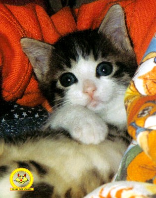 Harry